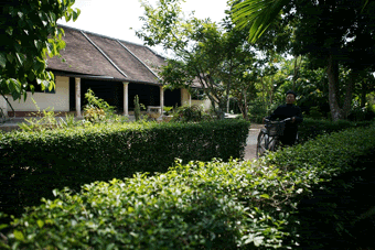 Hai hàng chè ven ngõ dẫn vào một ngôi nhà rường, nét đặc trưng ở Phước Tích.
